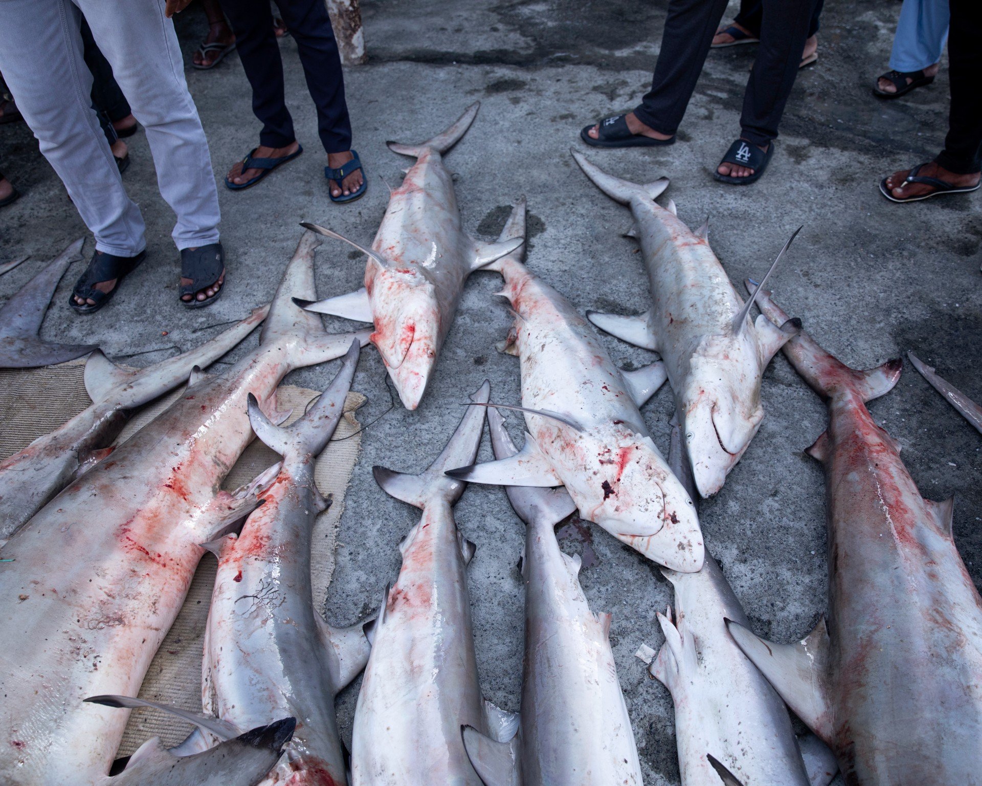 Fish traders and buyers bid to purchase whole sharks during a shark auction in Ajman (MEE/Reem Mohammed)