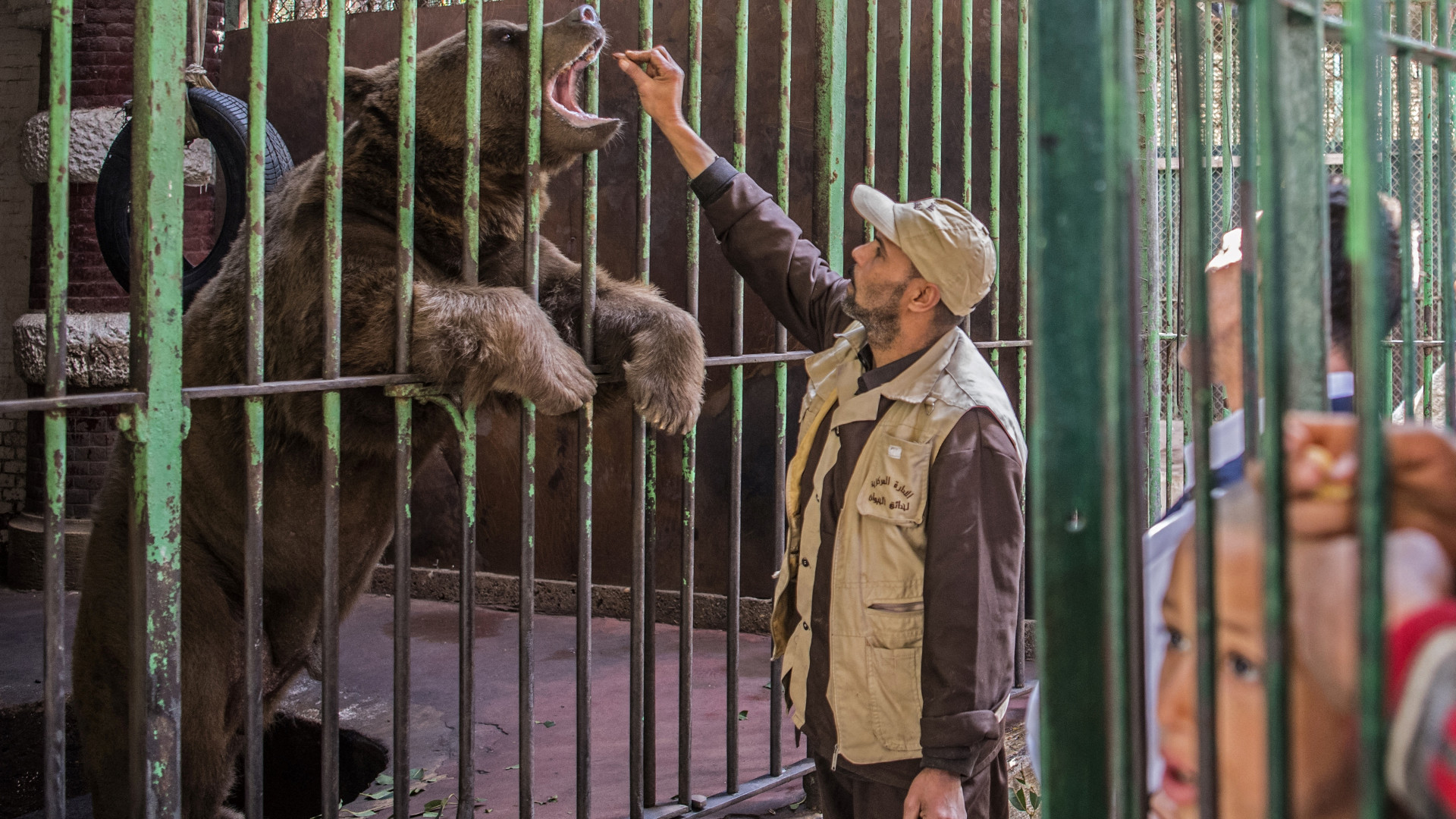 An Egyptian zoo keeper feeds a bear at Giza Zoo in Cairo, on 20 February 2019 (AFP)