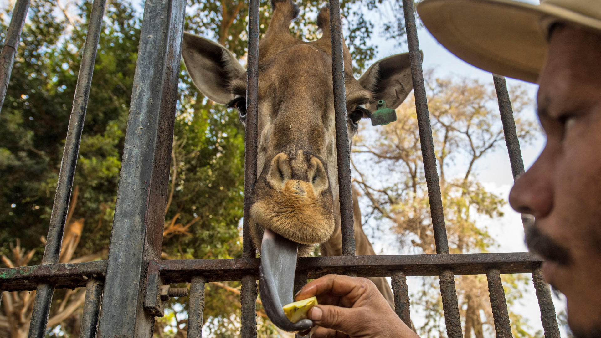 An Egyptian zoo keeper feeds a giraffe at Giza Zoo in Cairo, on 20 February 2019 (AFP)