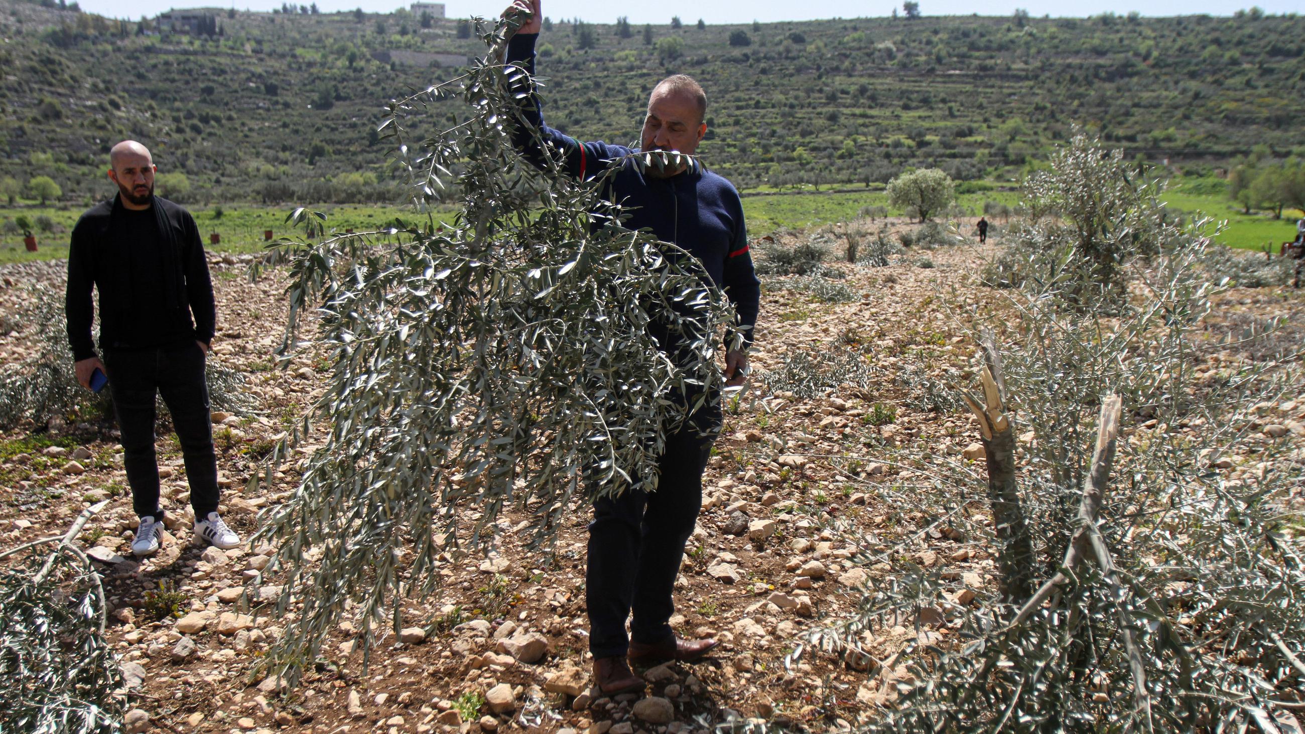 Palestinians inspect the destroyed olive trees in their field in Marda village south of Nablus in the occupied West Bank on 30 March 2022 (Reuters)